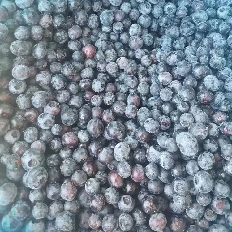 sorting fresh blueberries before freezing